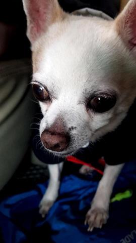 小吳。照顧寵物 - 我自己的寵物，肥肥