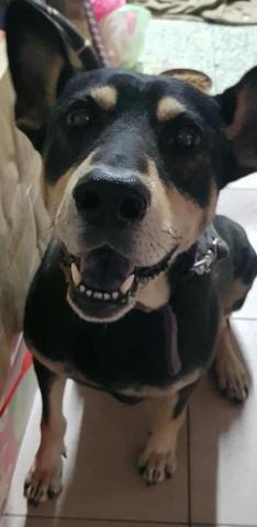 小吳。照顧寵物 - 我自己的寵物，小四眼