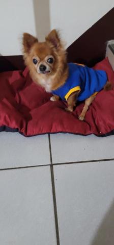 Pochacco寵物小窩 - 15歲的長毛吉娃娃