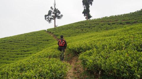 貝朵芙茶坊 - 走訪大吉嶺莊園