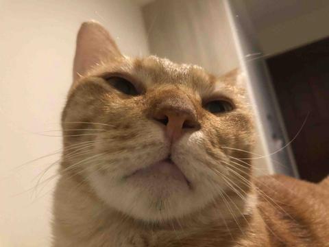 提供剪片appmac服務的專家chimeow