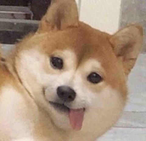 胖胖代打 - 超可愛的柴柴