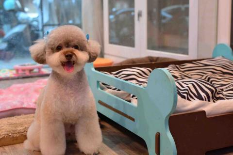 HappyHouse 個人特約寵物精剪 -  HappyHouse 個人特約寵物精剪 -