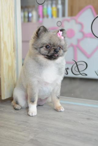 HappyHouse 個人特約寵物精剪 -  HappyHouse 個人特約寵物精剪 -