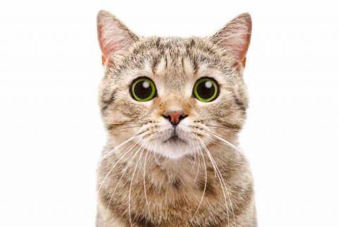 提供排版編輯服務的專家白書蘅