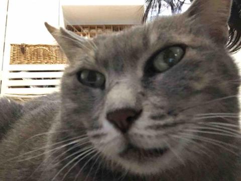 提供社群媒體經營服務的專家曾姿瑜