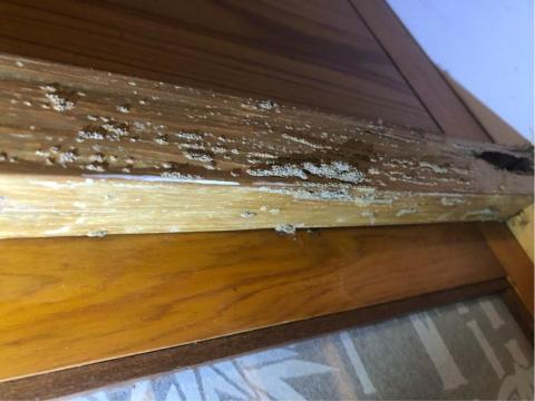 討唐除蟲 - 柳安角材白蟻侵食