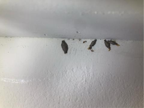 討唐除蟲 - 衣蛾