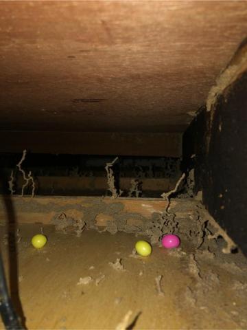 討唐除蟲 - 天花板白蟻入侵