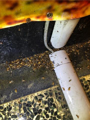 討唐除蟲 - 廚房德國蟑螂