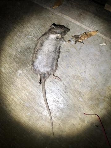 討唐除蟲 - 鼠屍處理