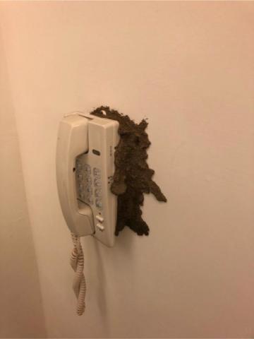 討唐除蟲 - 白蟻