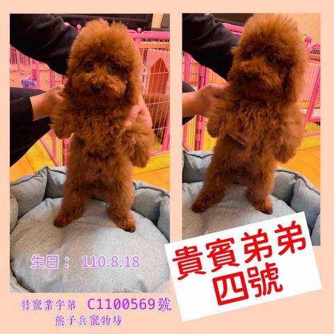 熊子兵國際貿易有限公司 - 