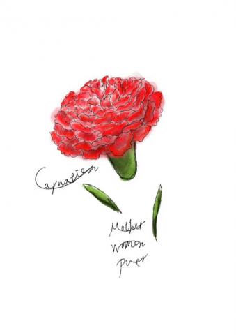 Lilly wu - 水彩康乃馨花語