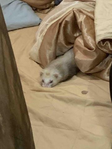 提供髮型師學徒服務的專家 墨雅油漆