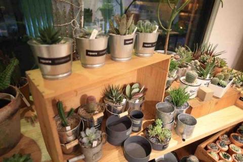 Square 文創花藝咖啡. - 店裡盆栽
