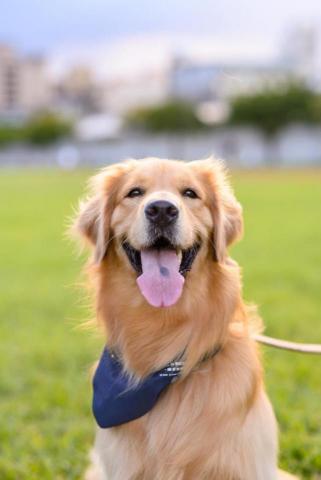 謝培鈞 - 寵物寫真