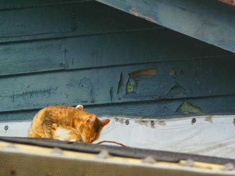 SAYA SOHO - 貓咪棒❤
個人作品