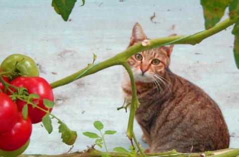 SAYA SOHO - 有誰不喜歡番茄小精靈 ❤
個人作品