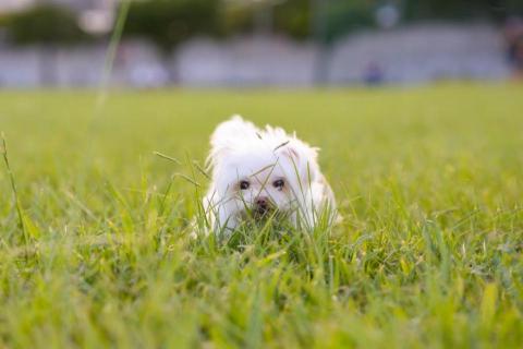 謝培鈞 - 寵物寫真