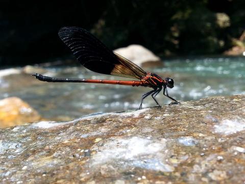 SAYA SOHO - 靜物修圖
個人作品