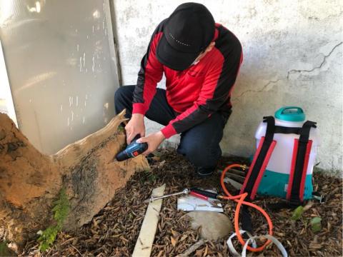 討唐除蟲 - 木棲性白蟻防治