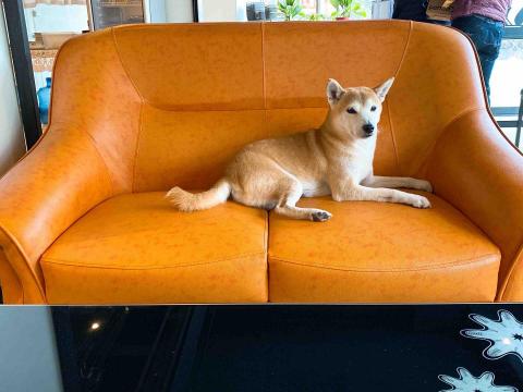 Enya毛孩代遛❤️🐕👋 - 9歲的柴,喜歡出去玩