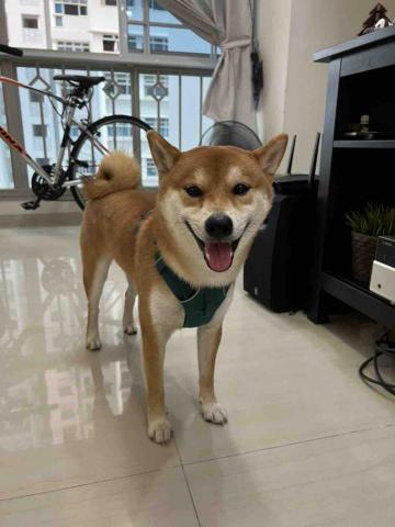 Enya毛孩代遛❤️🐕👋 - Hi大家～快來找我玩哦?