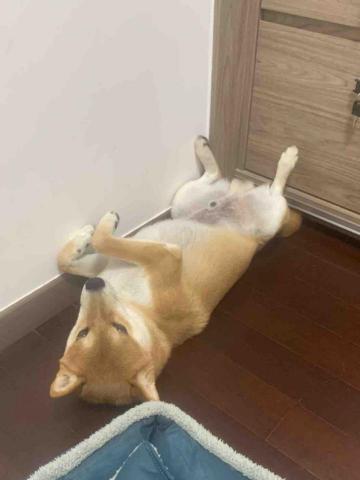 Enya毛孩代遛❤️🐕👋 - 過的自在又爽快的Luffy