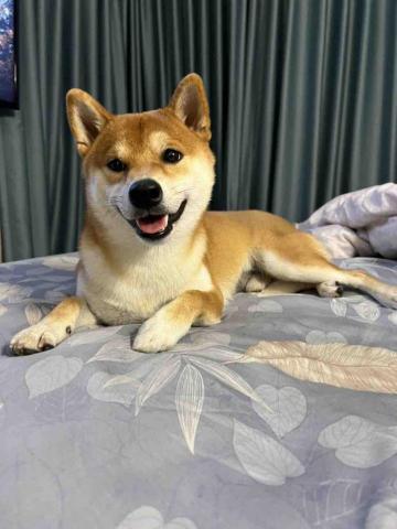 Enya毛孩代遛❤️🐕👋 - 柴柴的弟弟Luffy~我們很會照顧柴犬喔