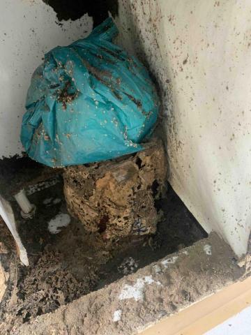 富森環保服務有限公司 - 白蟻破壞的狀況