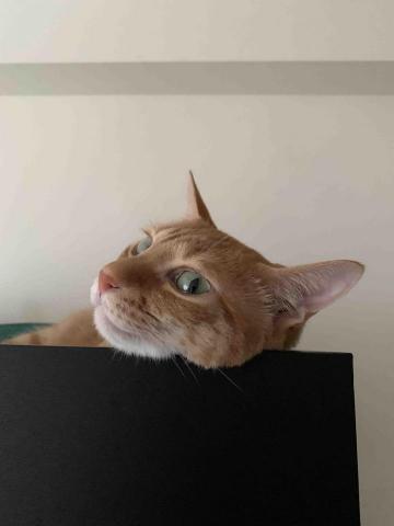 提供配樂音效服務的專家孫國棟