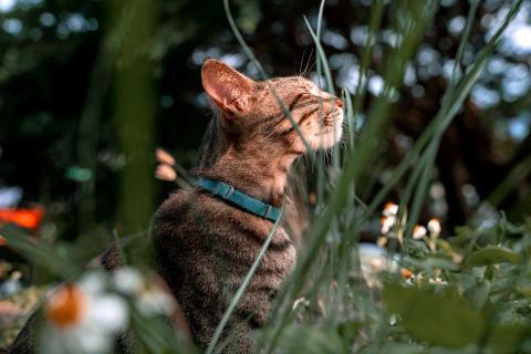 許傑煌 - 【寵物攝影】主題：花貓