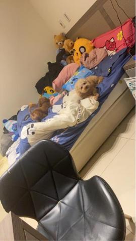 淡水溫暖的家 - 很開心的翹著屁股