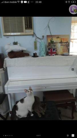 高雄最強鋼琴教室-沈寧鋼琴教室 - 