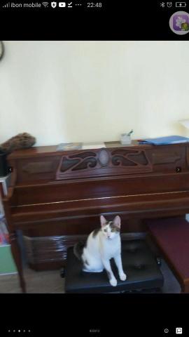 高雄最強鋼琴教室-沈寧鋼琴教室 - 