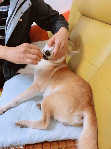 Enya毛孩代遛❤️🐕👋 - 每天早晚刷牙?香香的