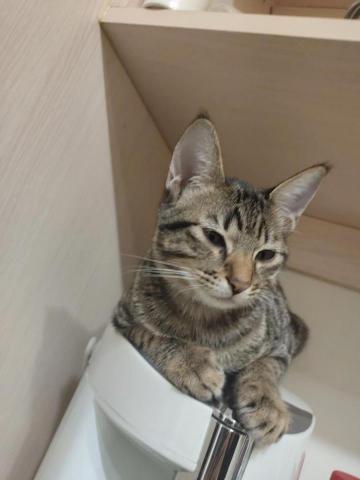 青絲河 - 平常他負責寫作