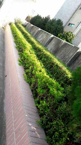 汰順園藝 - 花圃除草