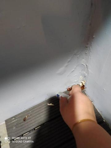 品頡環保 - 蟑螂出沒處點藥防治工程