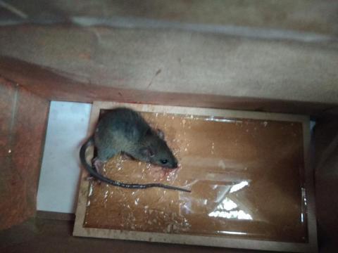 品頡環保 - 黏鼠板捕獲老鼠