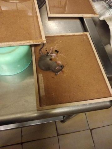 品頡環保 - 餐廳補獲老鼠