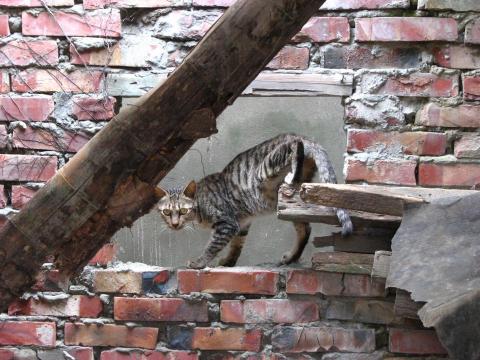 玉米｜黃昱銘-全內容與數位分身製作專家 - 生活隨處是風景