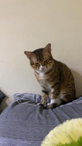 提供三重寵物店服務的專家寵物保母