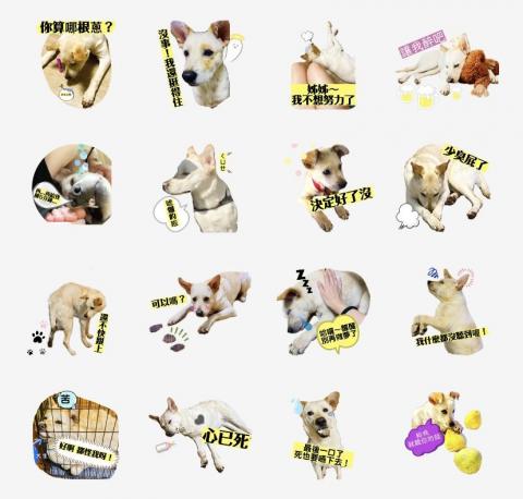 米豆工作室 - 照片貼圖