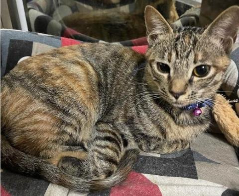 提供打字速度測試服務的專家啊有