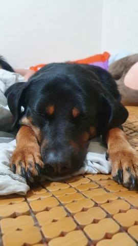 提供遛狗服務的專家FEN