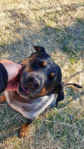 FEN - 這是我家的狗勾~已經養了十年~崩壞照!!^^