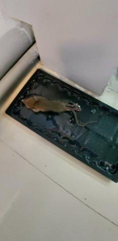 驅蟲氏除蟲消毒工作室 - 黏鼠板捕獲