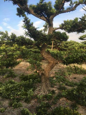 提供除草服務的專家林佳園藝